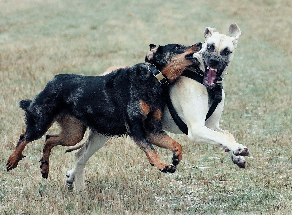 Beauceron Jesse billede 2