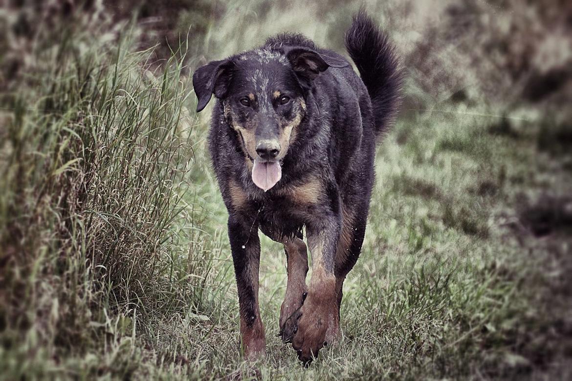 Beauceron Jesse billede 1
