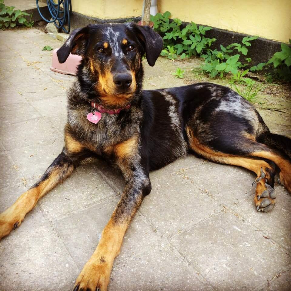 Beauceron Jesse billede 20