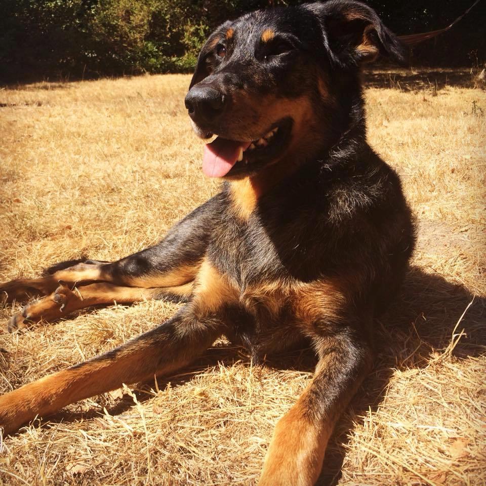 Beauceron Jesse billede 27