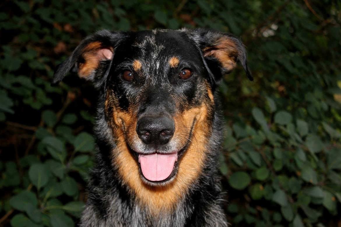 Beauceron Jesse billede 23