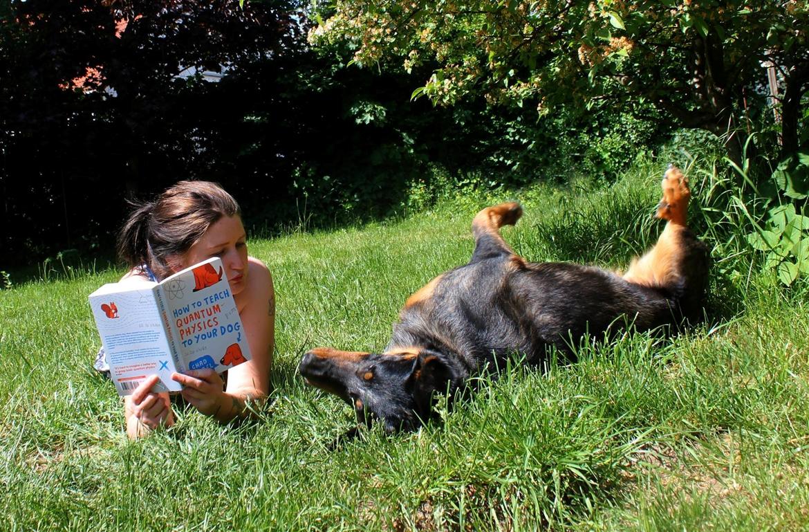 Beauceron Jesse billede 24