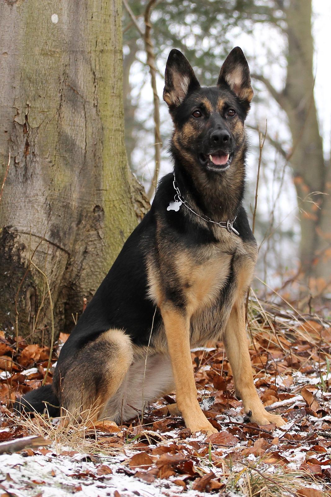 Schæferhund Amager's Nicki billede 44