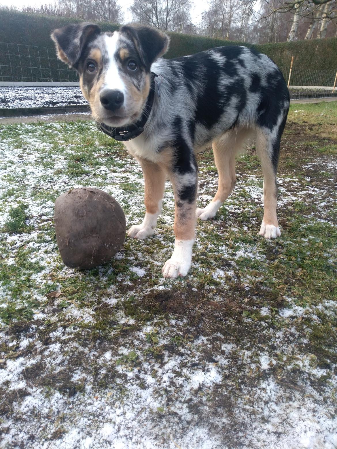 Border collie Kaos (Offish Alkyra) - 15 uger, fræk som bare pokker billede 40