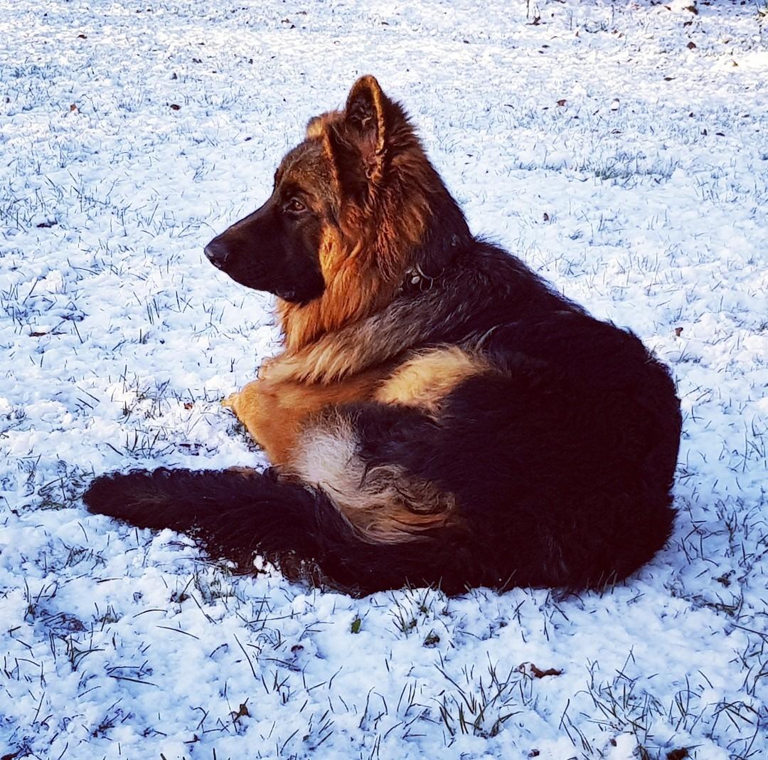 Schæferhund Crest4ever Feel Proud aka Jax billede 1