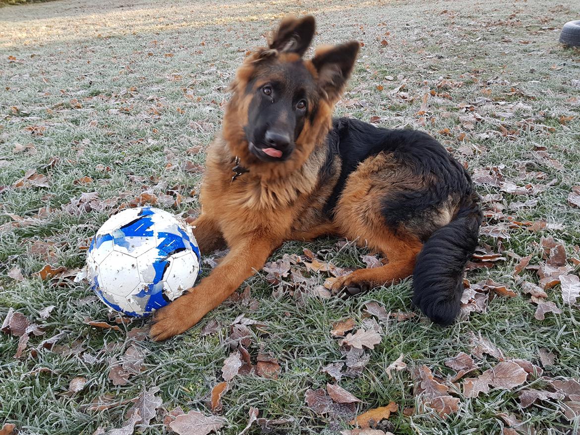 Schæferhund Crest4ever Feel Proud aka Jax billede 3