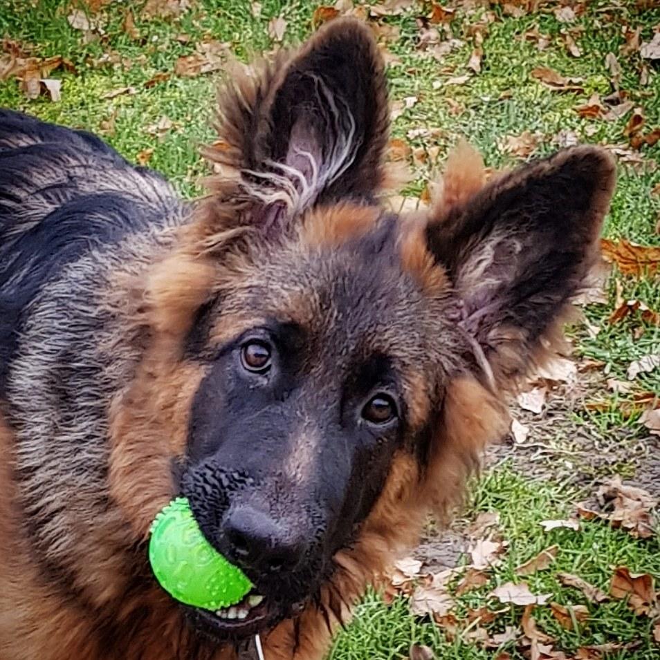 Schæferhund Crest4ever Feel Proud aka Jax billede 4