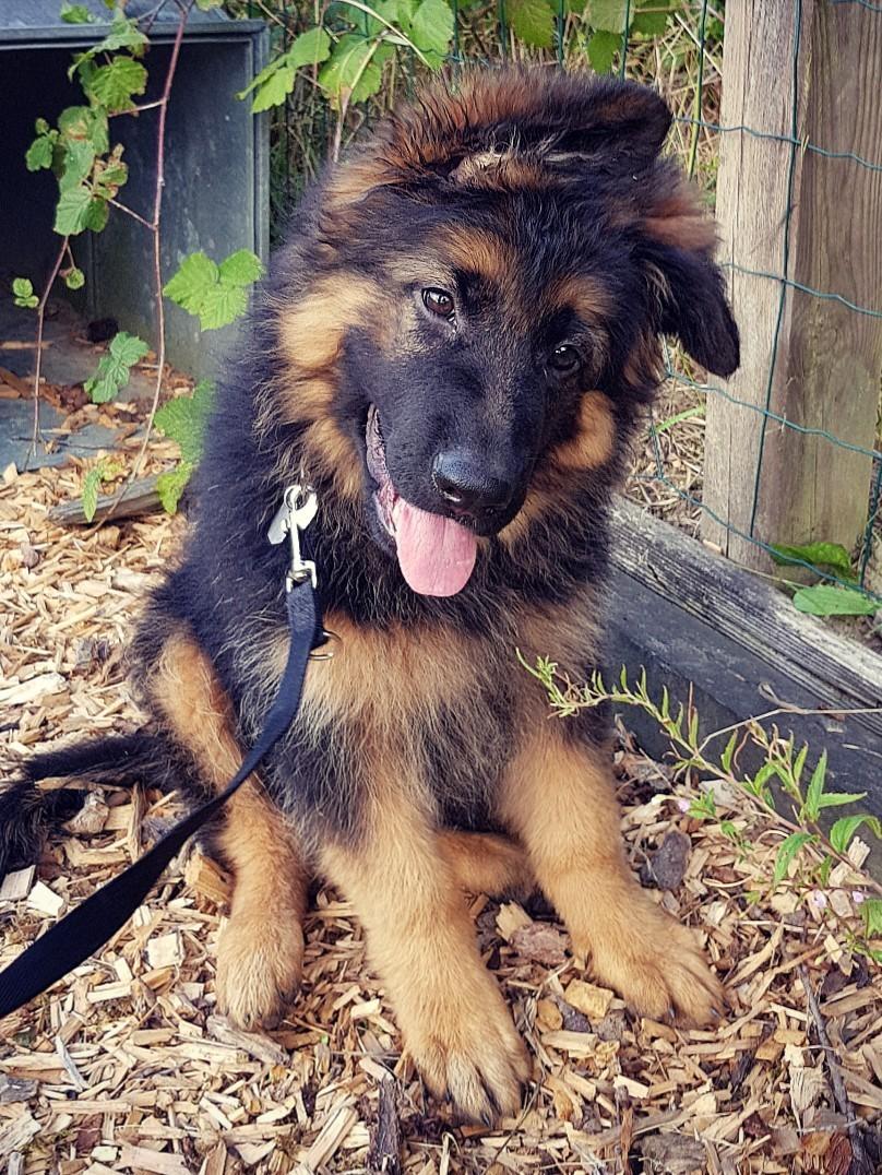 Schæferhund Crest4ever Feel Proud aka Jax billede 5