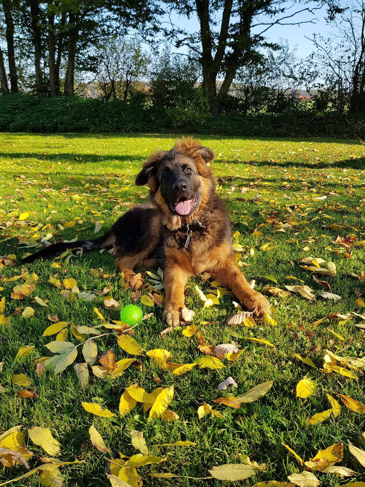 Schæferhund Crest4ever Feel Proud aka Jax billede 6