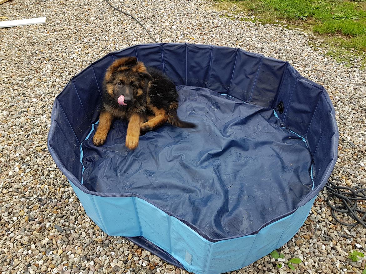 Schæferhund Crest4ever Feel Proud aka Jax billede 7