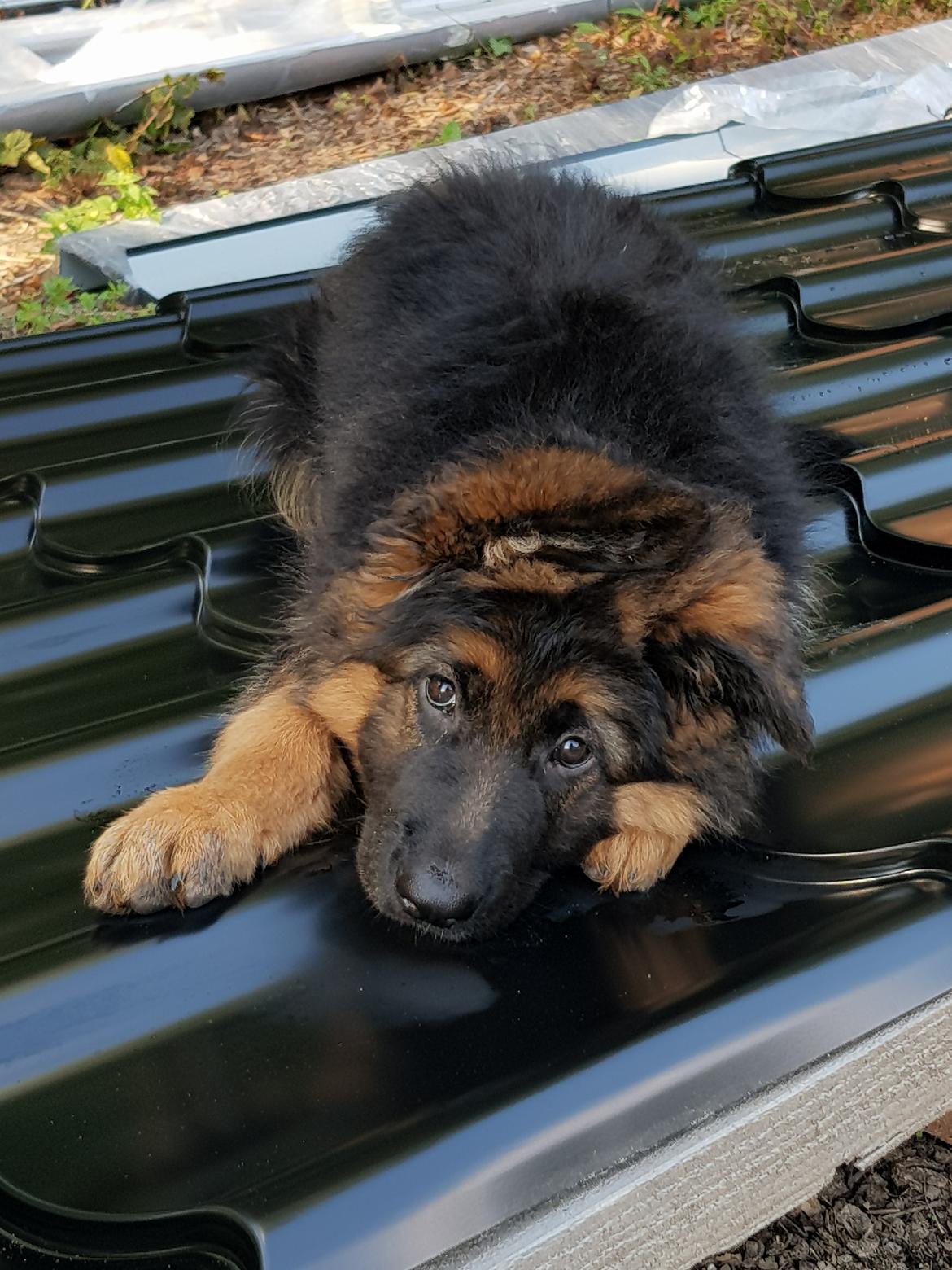 Schæferhund Crest4ever Feel Proud aka Jax billede 8