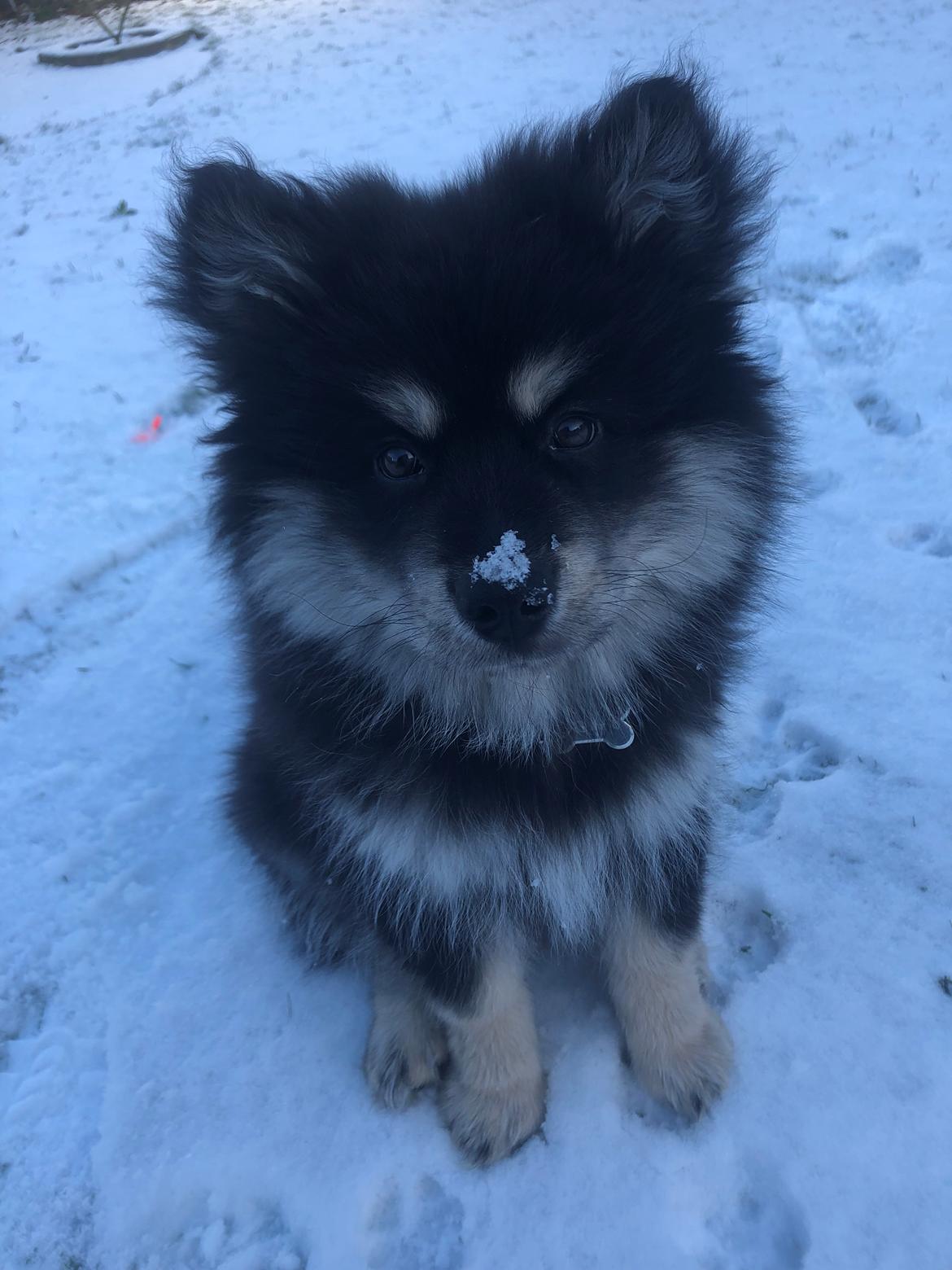 Finsk lapphund Lapinkaunis Groot *Floy* billede 41
