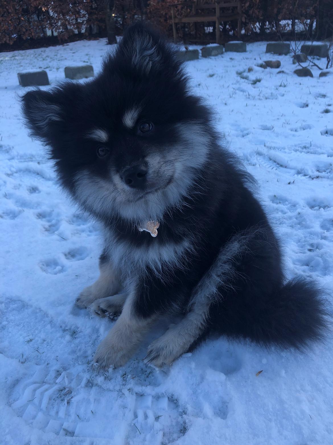 Finsk lapphund Lapinkaunis Groot *Floy* billede 44