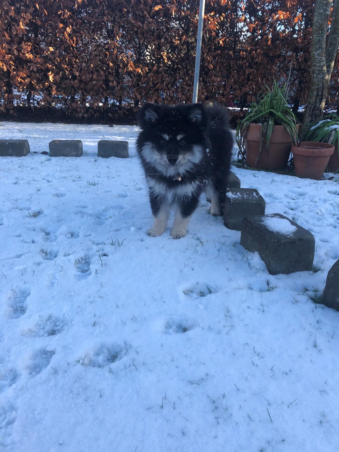 Finsk lapphund Lapinkaunis Groot *Floy* billede 45