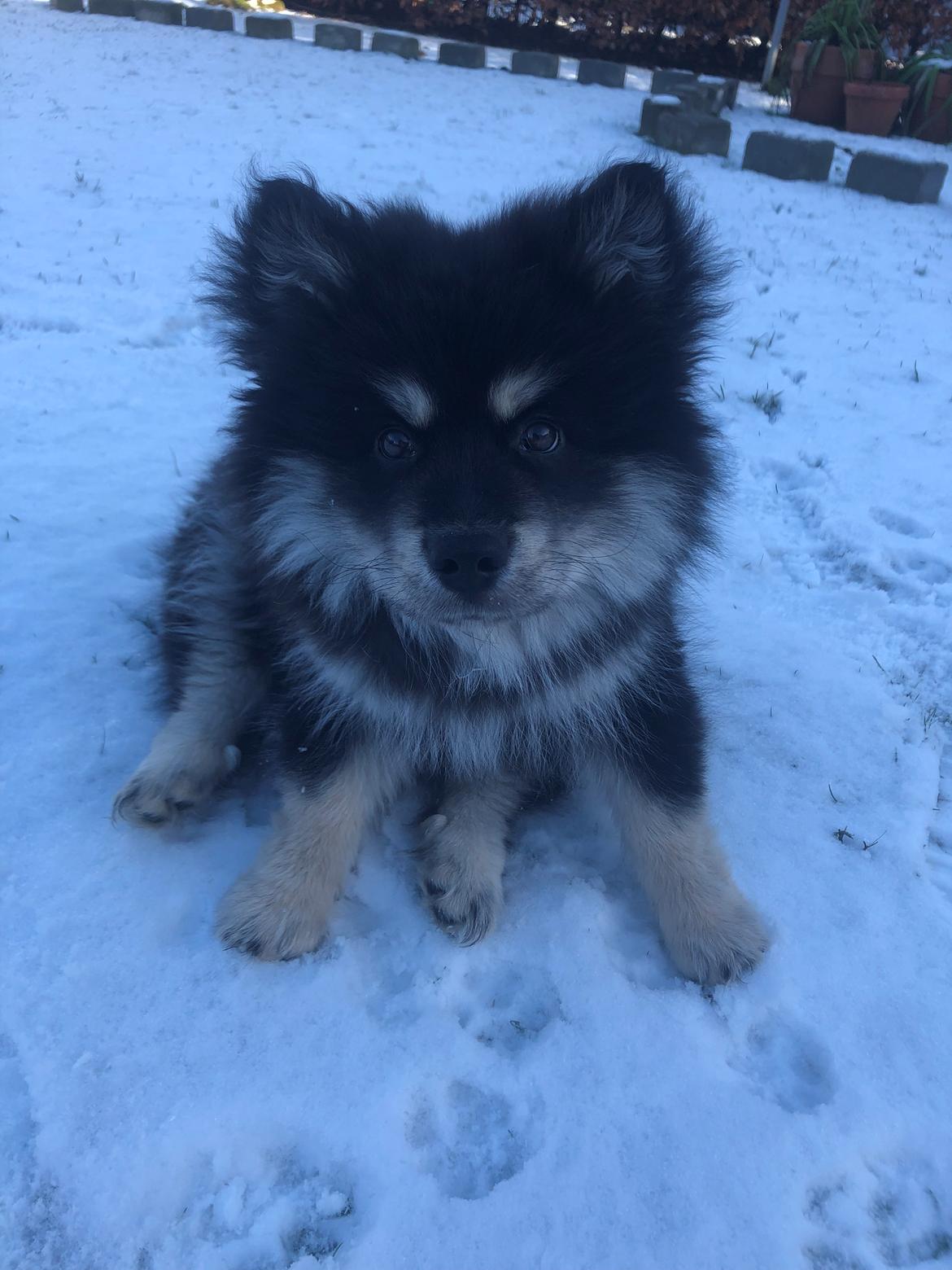 Finsk lapphund Lapinkaunis Groot *Floy* billede 43