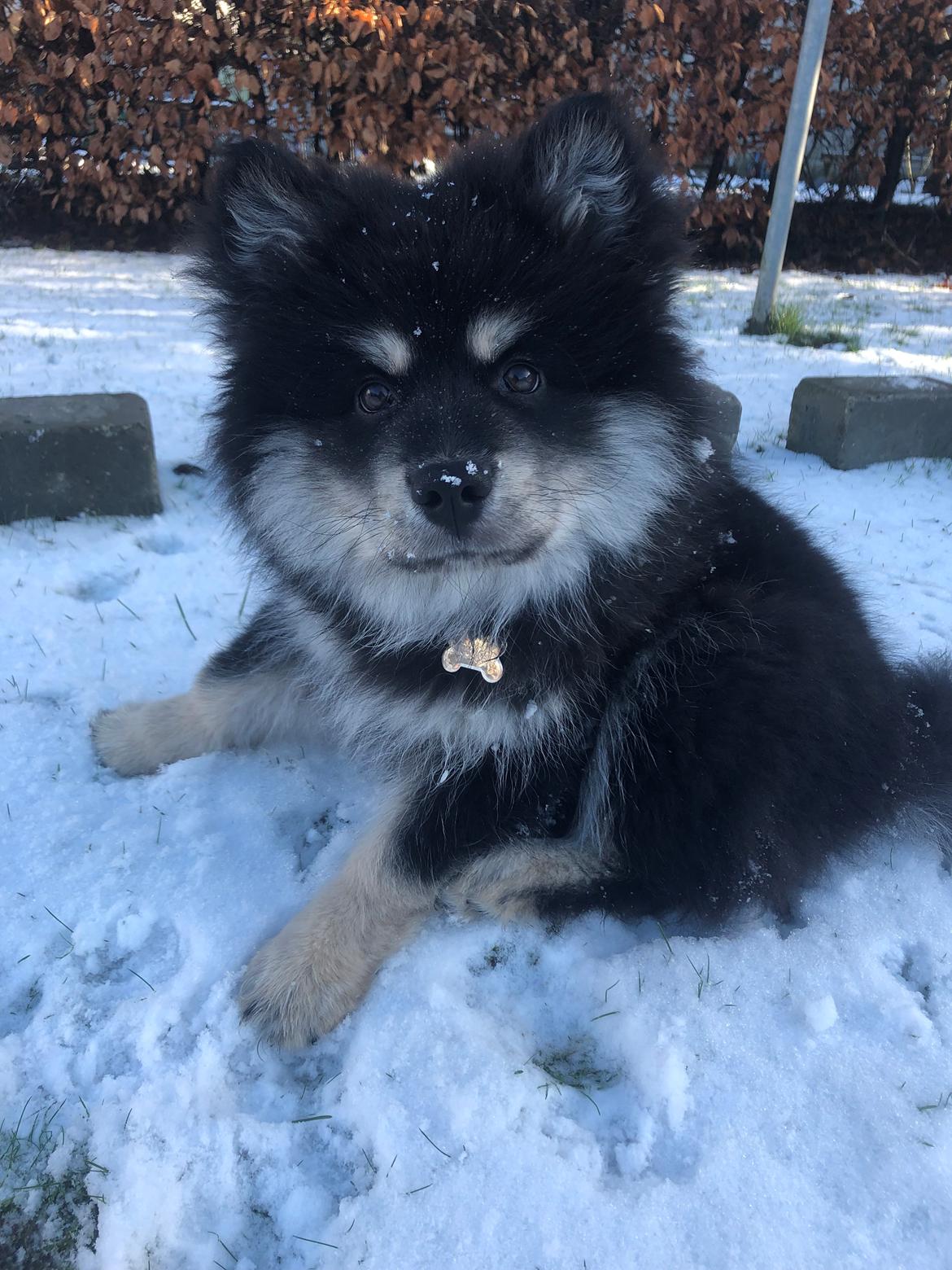 Finsk lapphund Lapinkaunis Groot *Floy* billede 46