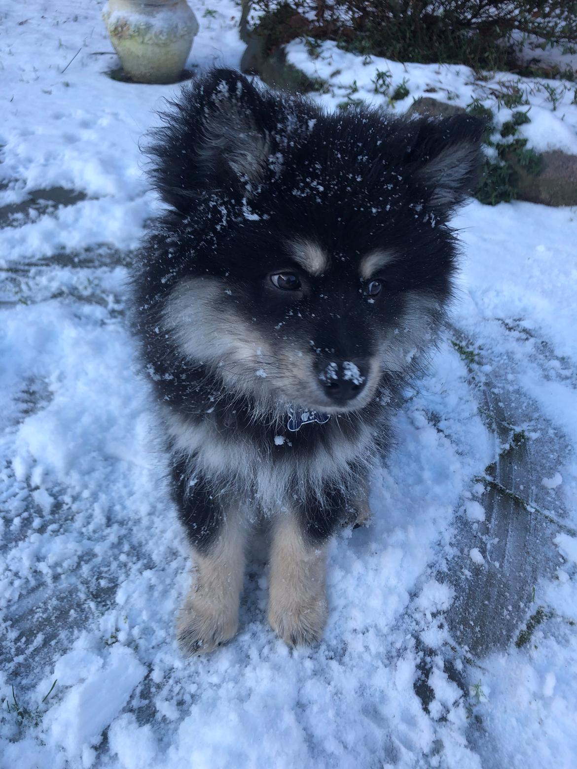 Finsk lapphund Lapinkaunis Groot *Floy* billede 48