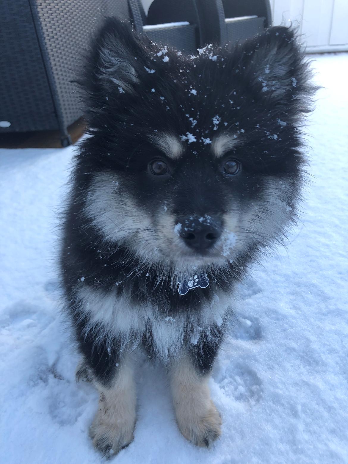 Finsk lapphund Lapinkaunis Groot *Floy* billede 49