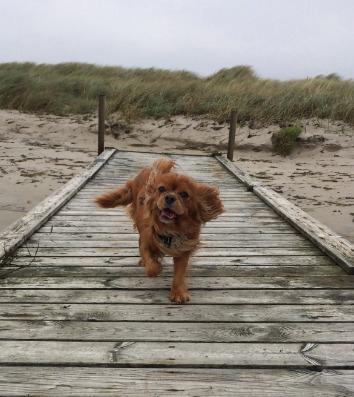 Cavalier king charles spaniel Stella billede 12