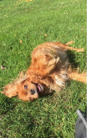 Cavalier king charles spaniel Stella billede 13