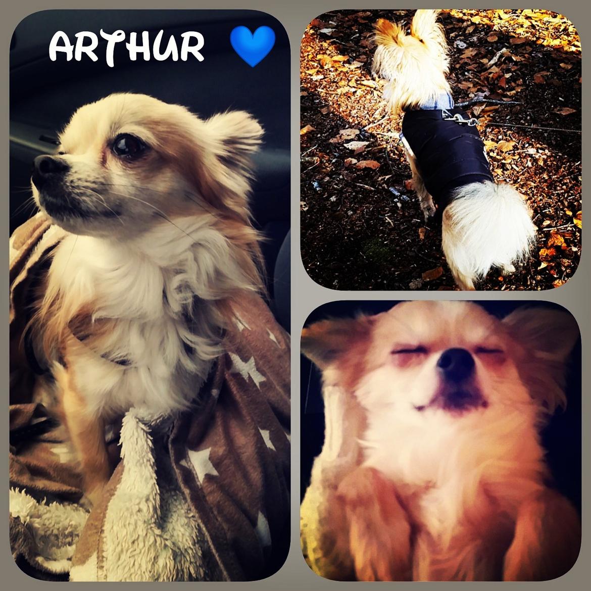 Chihuahua Arthur billede 10