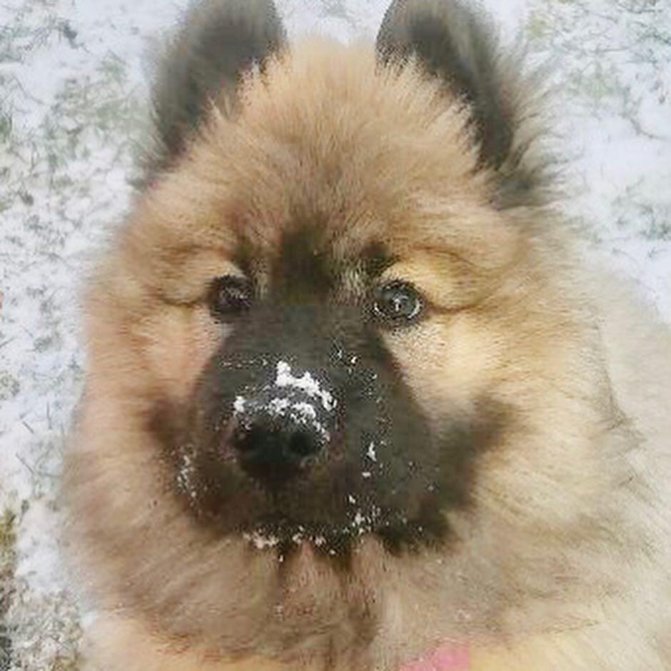 Eurasier Aya billede 8