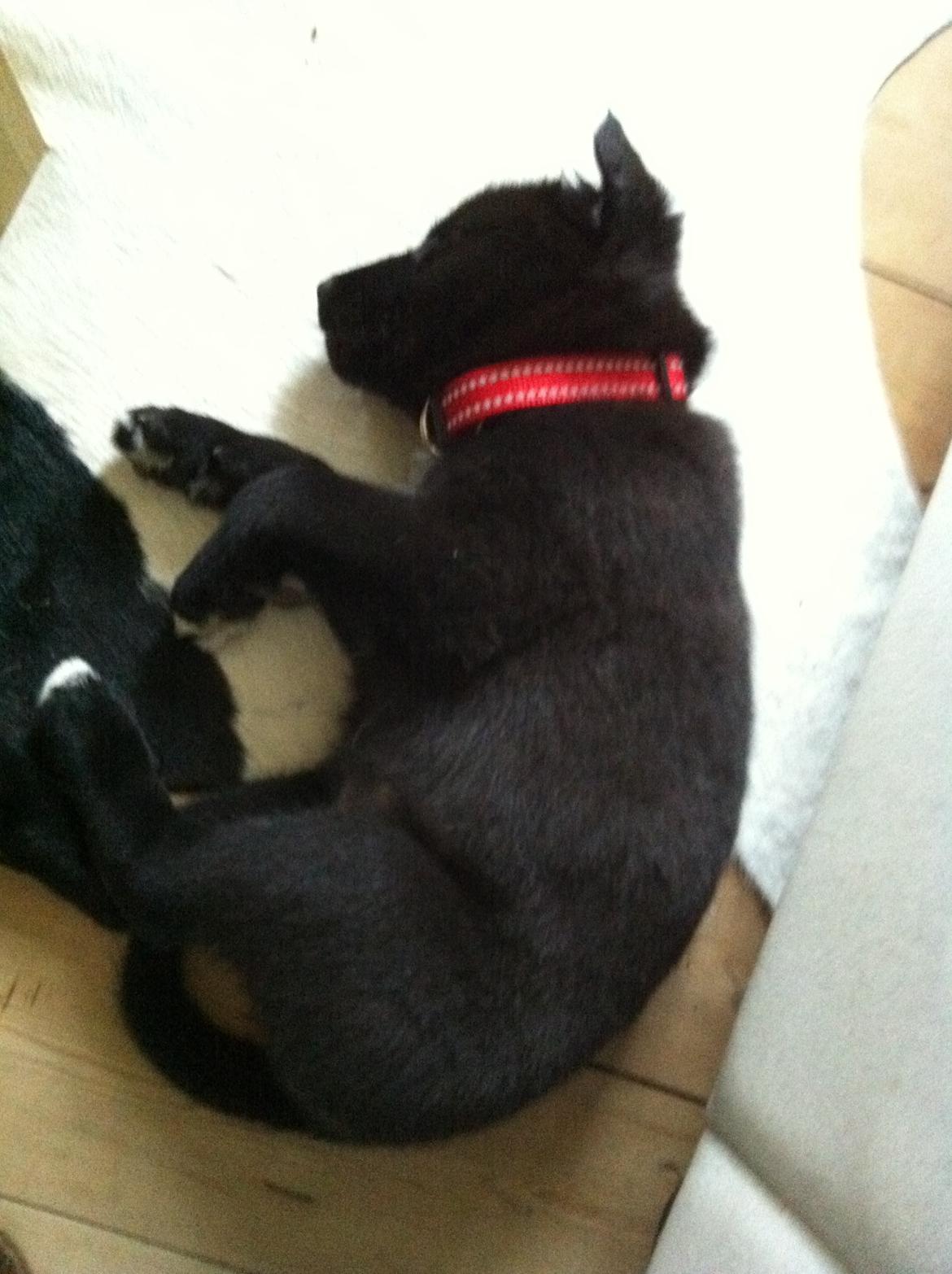 Blanding af racer Sille billede 8