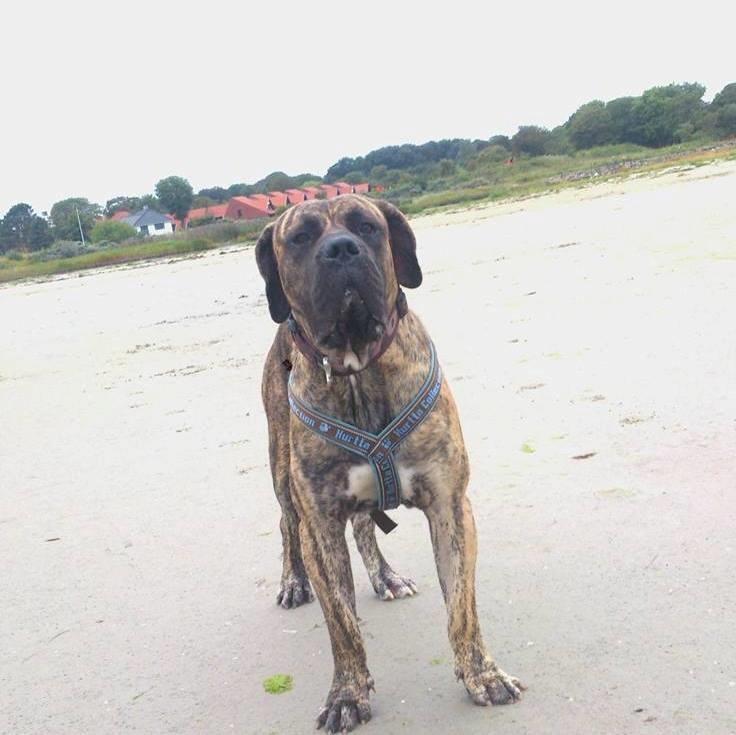 Dogo canario Ducatti De Gran Campeador Can  billede 1