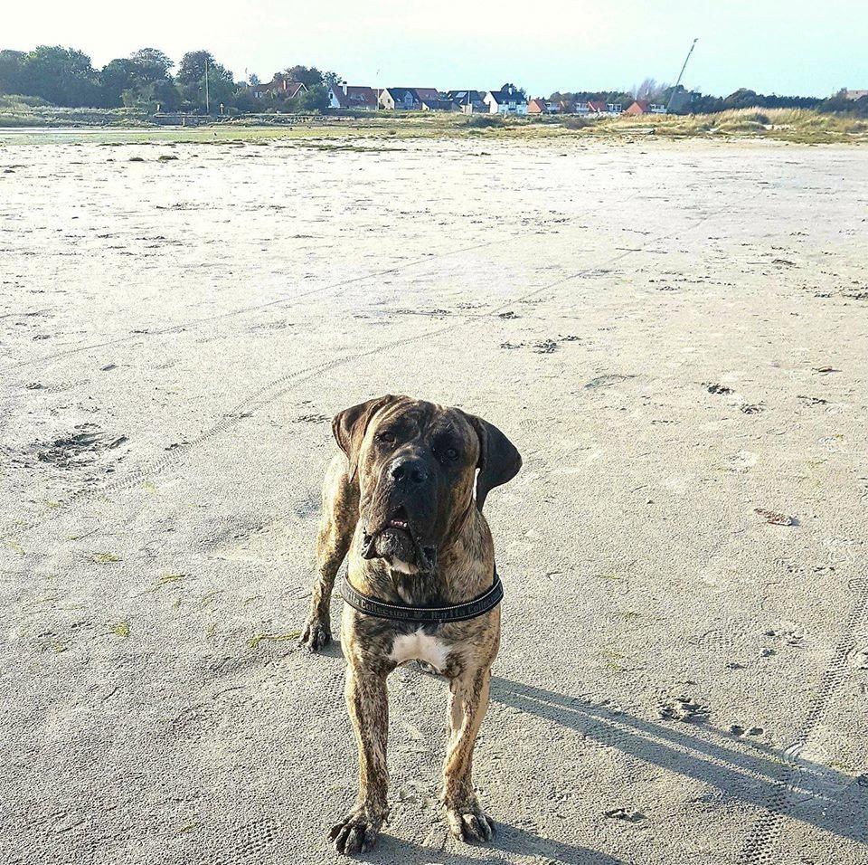 Dogo canario Ducatti De Gran Campeador Can  billede 2