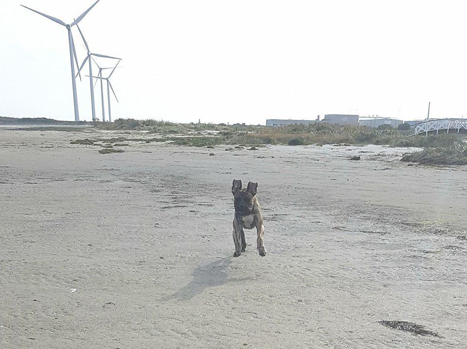 Dogo canario Ducatti De Gran Campeador Can  billede 3