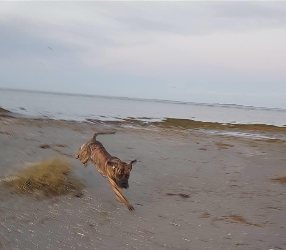 Dogo canario Ducatti De Gran Campeador Can  billede 4