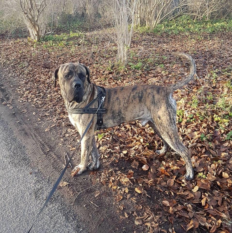 Dogo canario Ducatti De Gran Campeador Can  billede 5