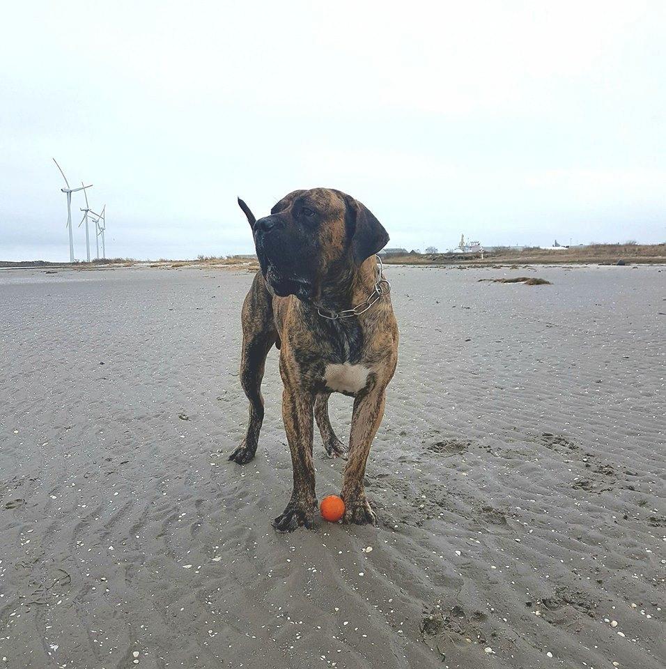 Dogo canario Ducatti De Gran Campeador Can  billede 6