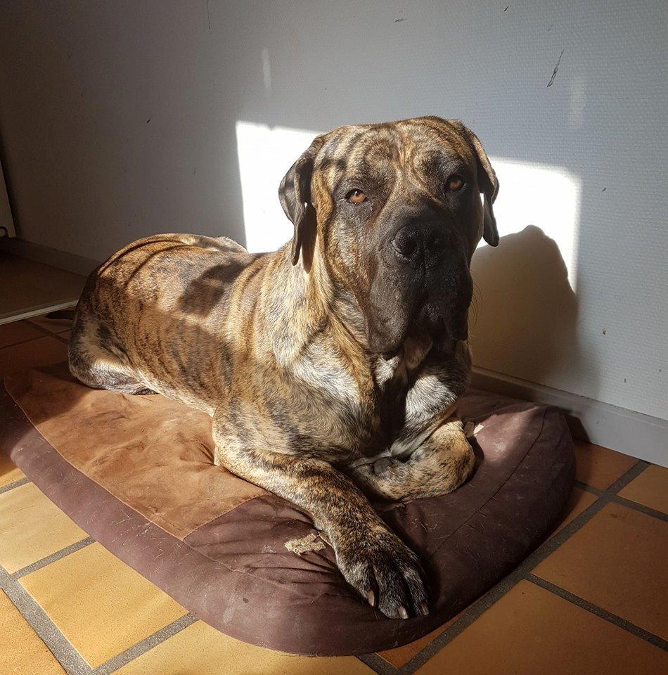 Dogo canario Ducatti De Gran Campeador Can  billede 7