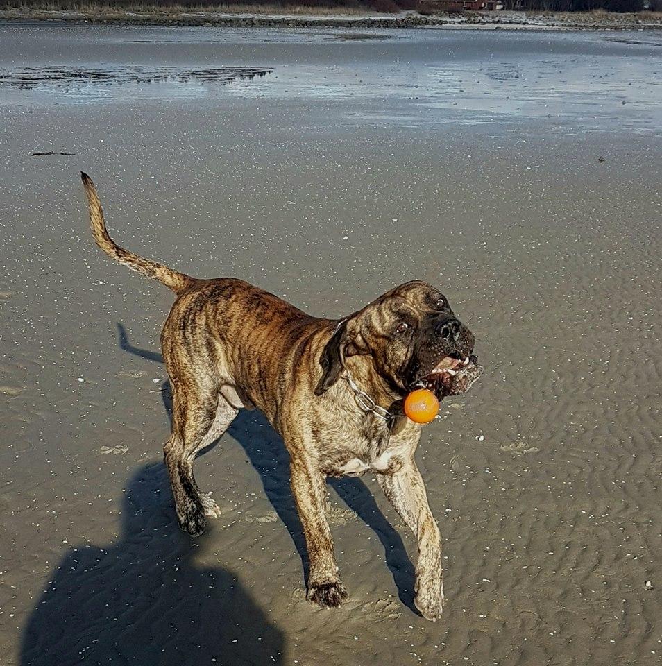 Dogo canario Ducatti De Gran Campeador Can  billede 8