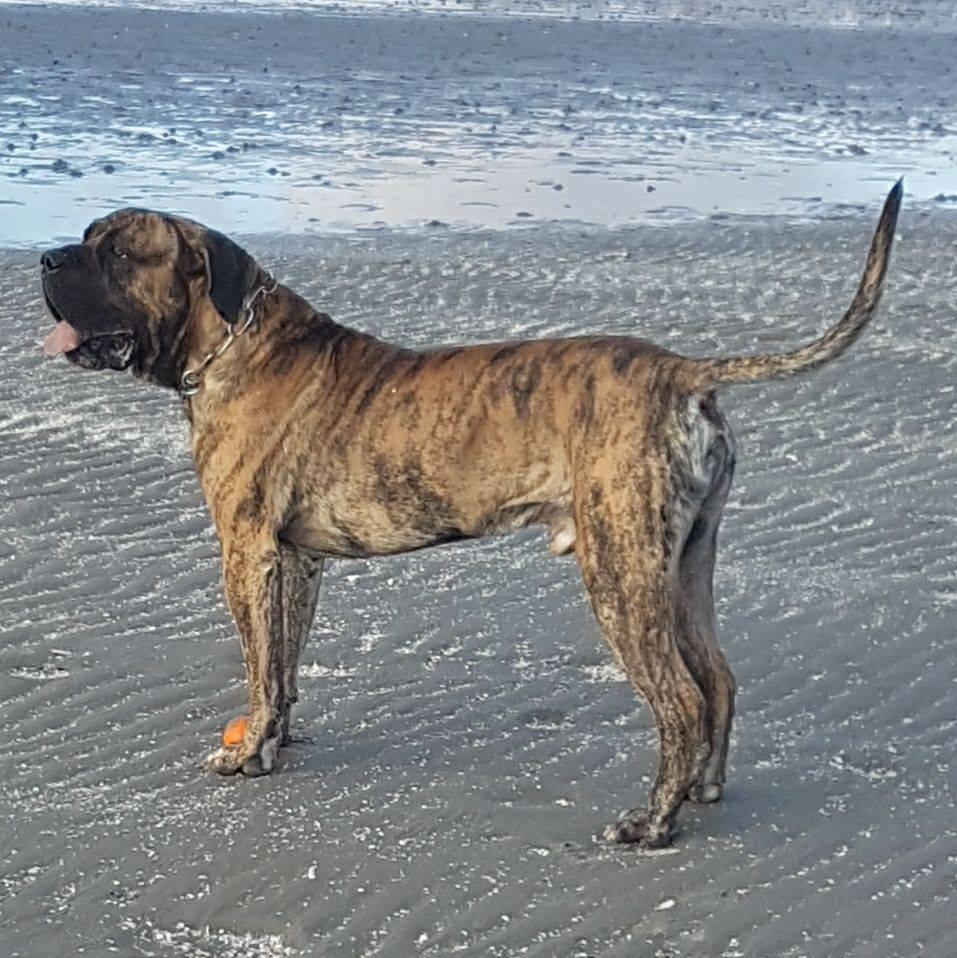 Dogo canario Ducatti De Gran Campeador Can  billede 9