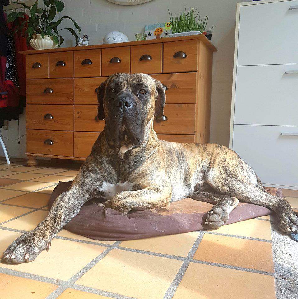 Dogo canario Ducatti De Gran Campeador Can  billede 10
