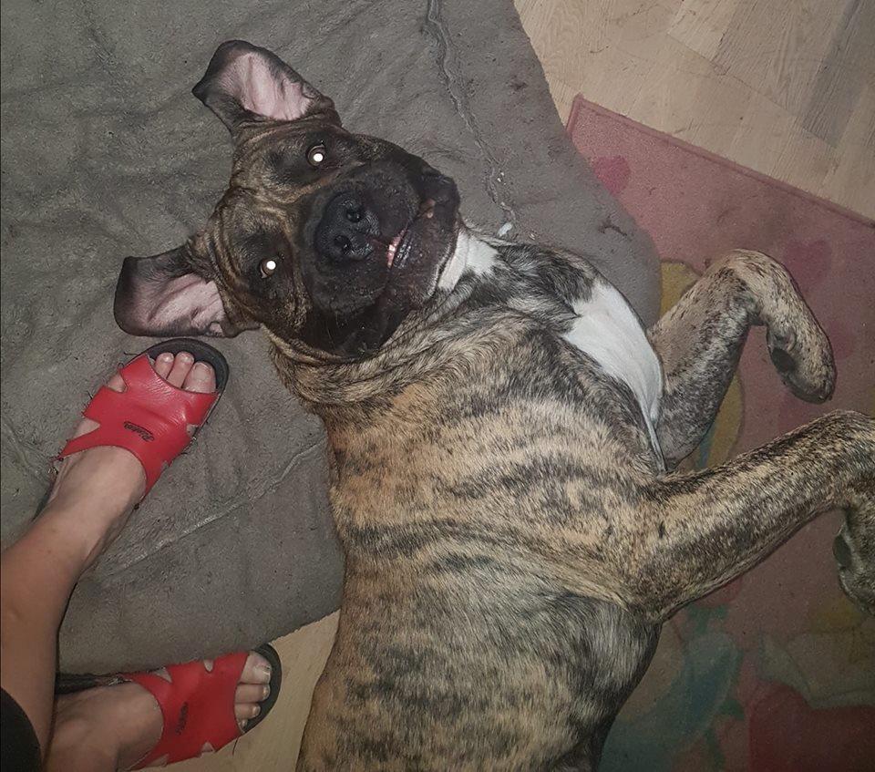 Dogo canario Ducatti De Gran Campeador Can  billede 11