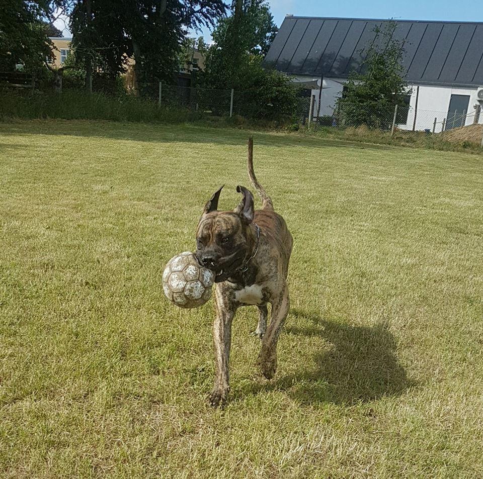 Dogo canario Ducatti De Gran Campeador Can  billede 12