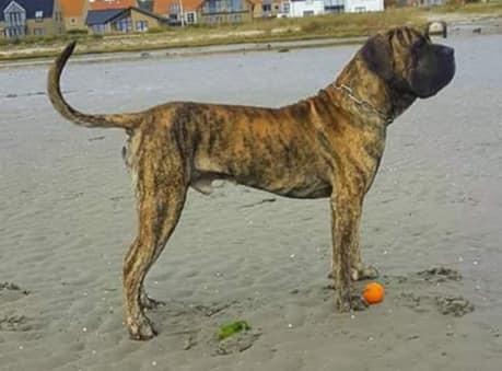Dogo canario Ducatti De Gran Campeador Can  billede 13