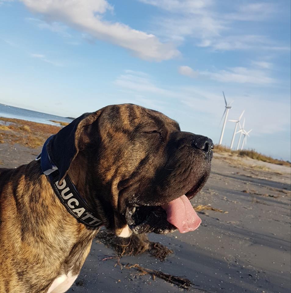 Dogo canario Ducatti De Gran Campeador Can  billede 14