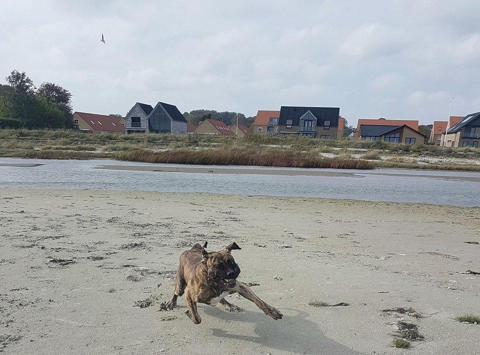 Dogo canario Ducatti De Gran Campeador Can  billede 15