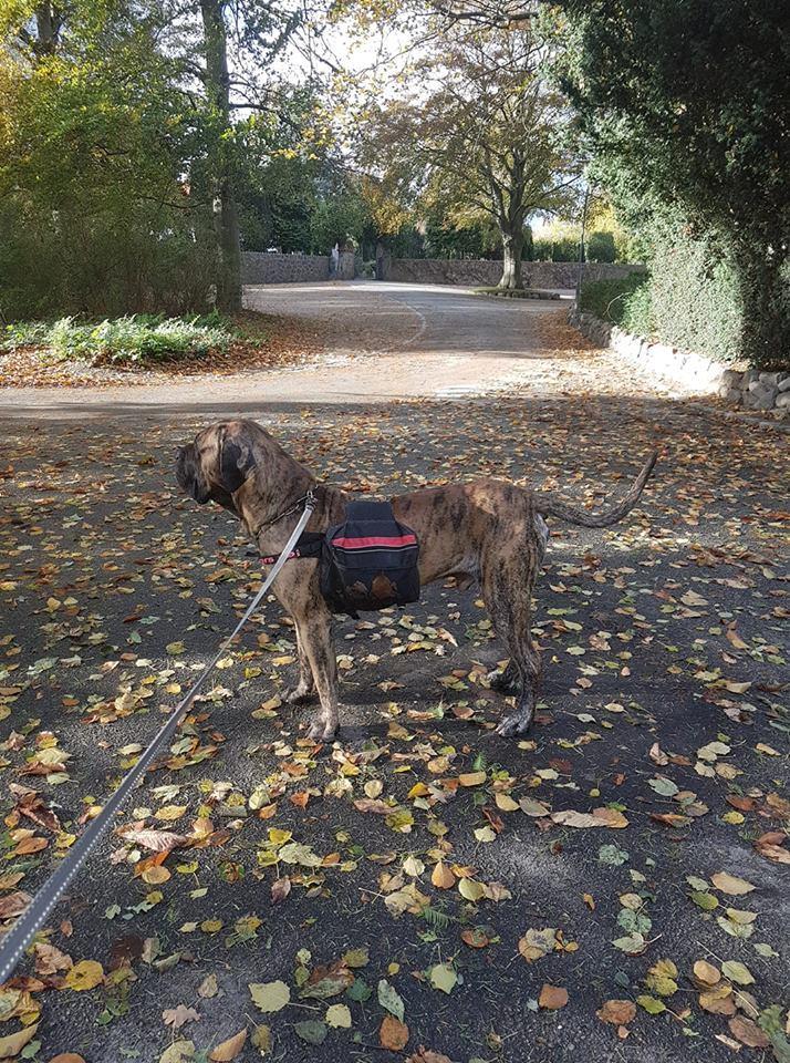 Dogo canario Ducatti De Gran Campeador Can  billede 16