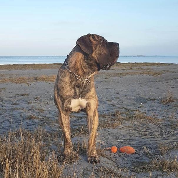 Dogo canario Ducatti De Gran Campeador Can  billede 17