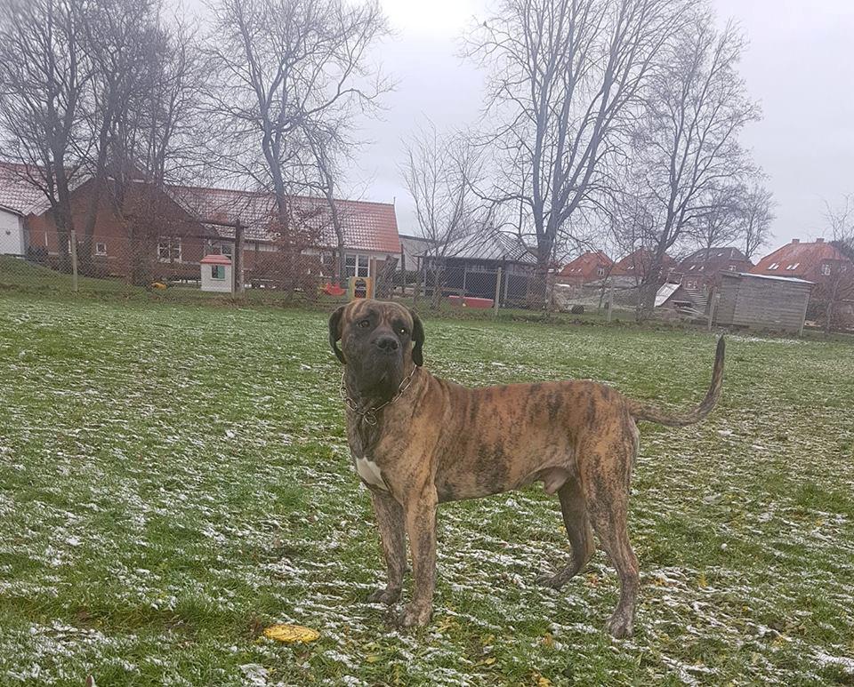 Dogo canario Ducatti De Gran Campeador Can  billede 18
