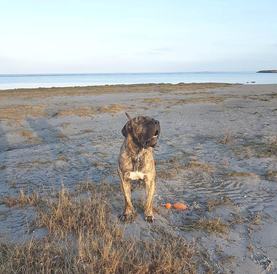 Dogo canario Ducatti De Gran Campeador Can  billede 19