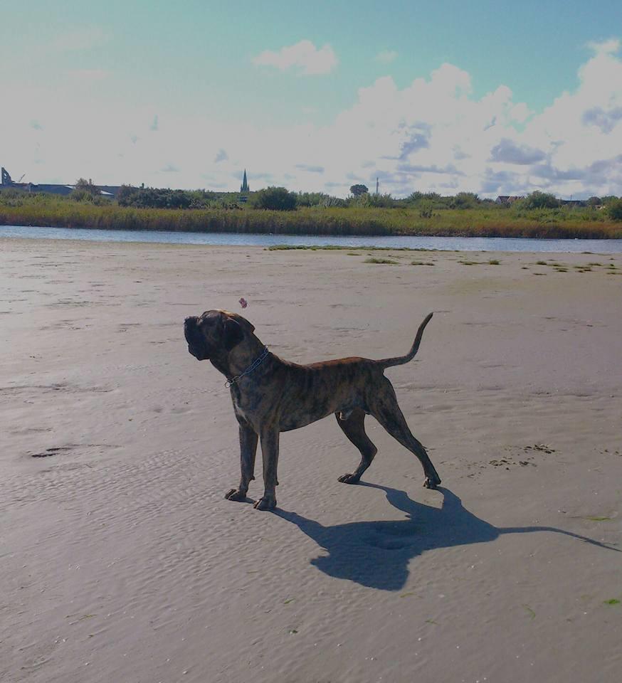 Dogo canario Ducatti De Gran Campeador Can  billede 20