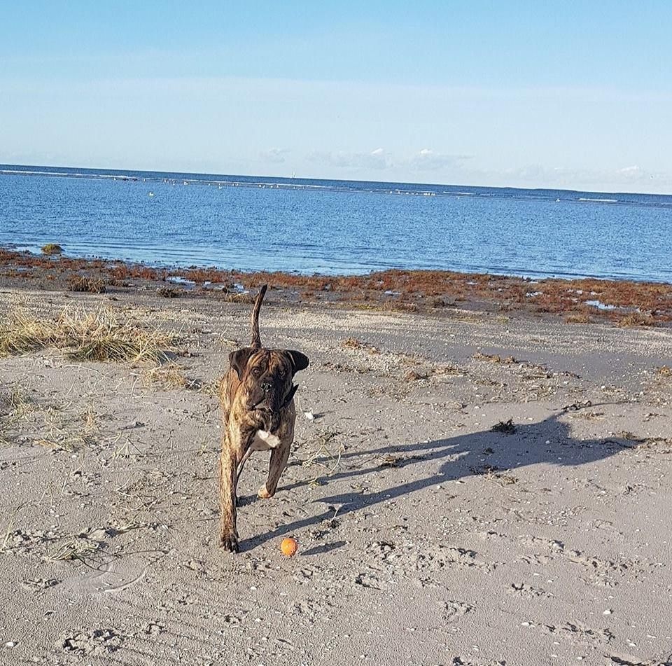 Dogo canario Ducatti De Gran Campeador Can  billede 21