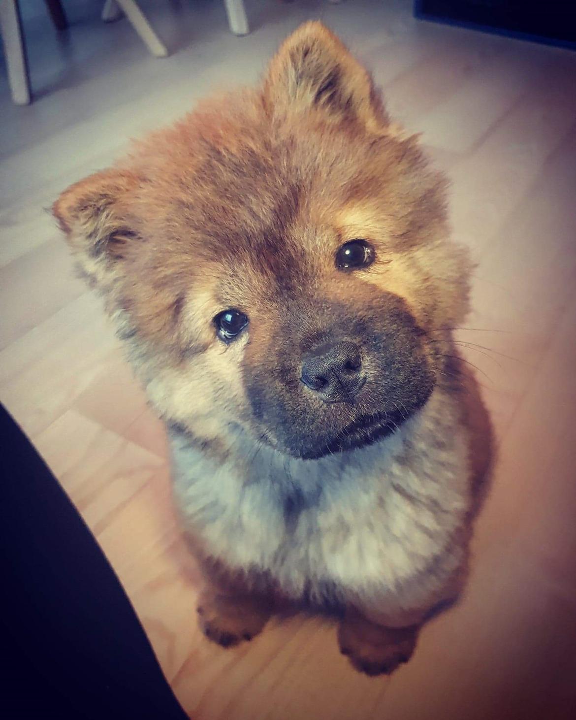 Chow chow Djuno billede 1