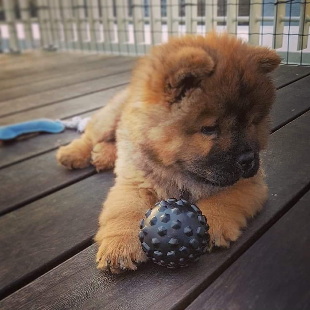 Chow chow Djuno billede 2